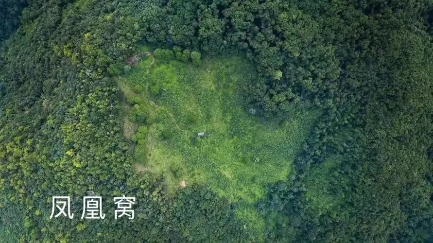 2024年墨江鳳凰窩古樹春茶多少錢一公斤？