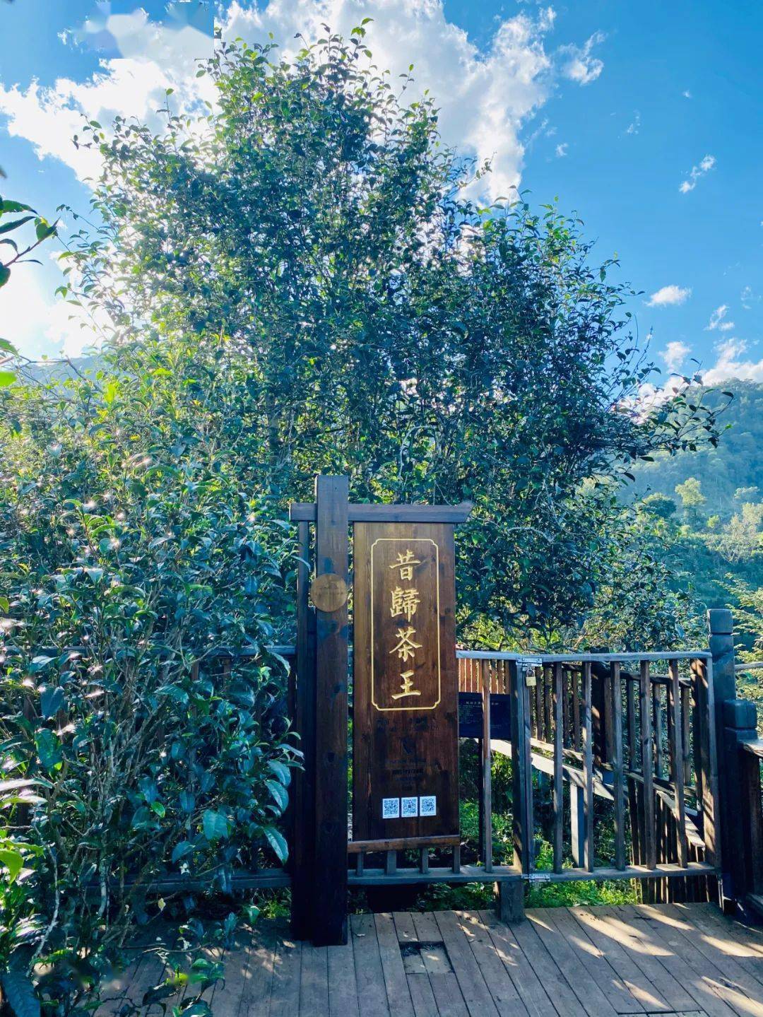 2024年昔歸古樹春茶品質(zhì)如何？